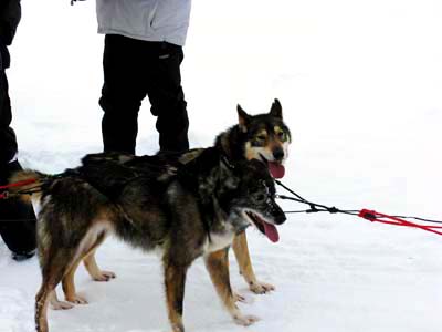 Sled1